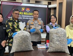 Bantai 2.600 Trenggiling Demi Mitos Sesat, Polisi Gulung Mafia Satwa di Pontianak Bersama Setengah Ton Sisik Haram
