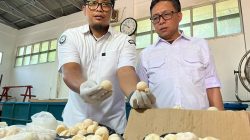 Temuan 1.286 Telur Penyu Ilegal di Kalbar, 1.190 Butir Dimusnahkan, 96 Ditetaskan