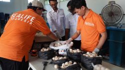 Aparat Gabungan Amankan 1.286 Telur Penyu di Sambas