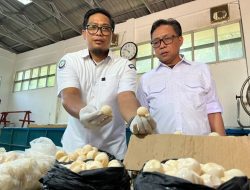Temuan 1.286 Telur Penyu Ilegal di Kalbar, 1.190 Butir Dimusnahkan, 96 Ditetaskan