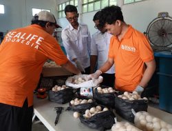 Aparat Gabungan Amankan 1.286 Telur Penyu di Sambas