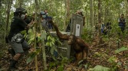 Balai KSDA Kalbar Lepasliarkan Delapan Orangutan Korban Karhutla