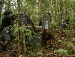 Balai KSDA Kalbar Lepasliarkan Delapan Orangutan Korban Karhutla